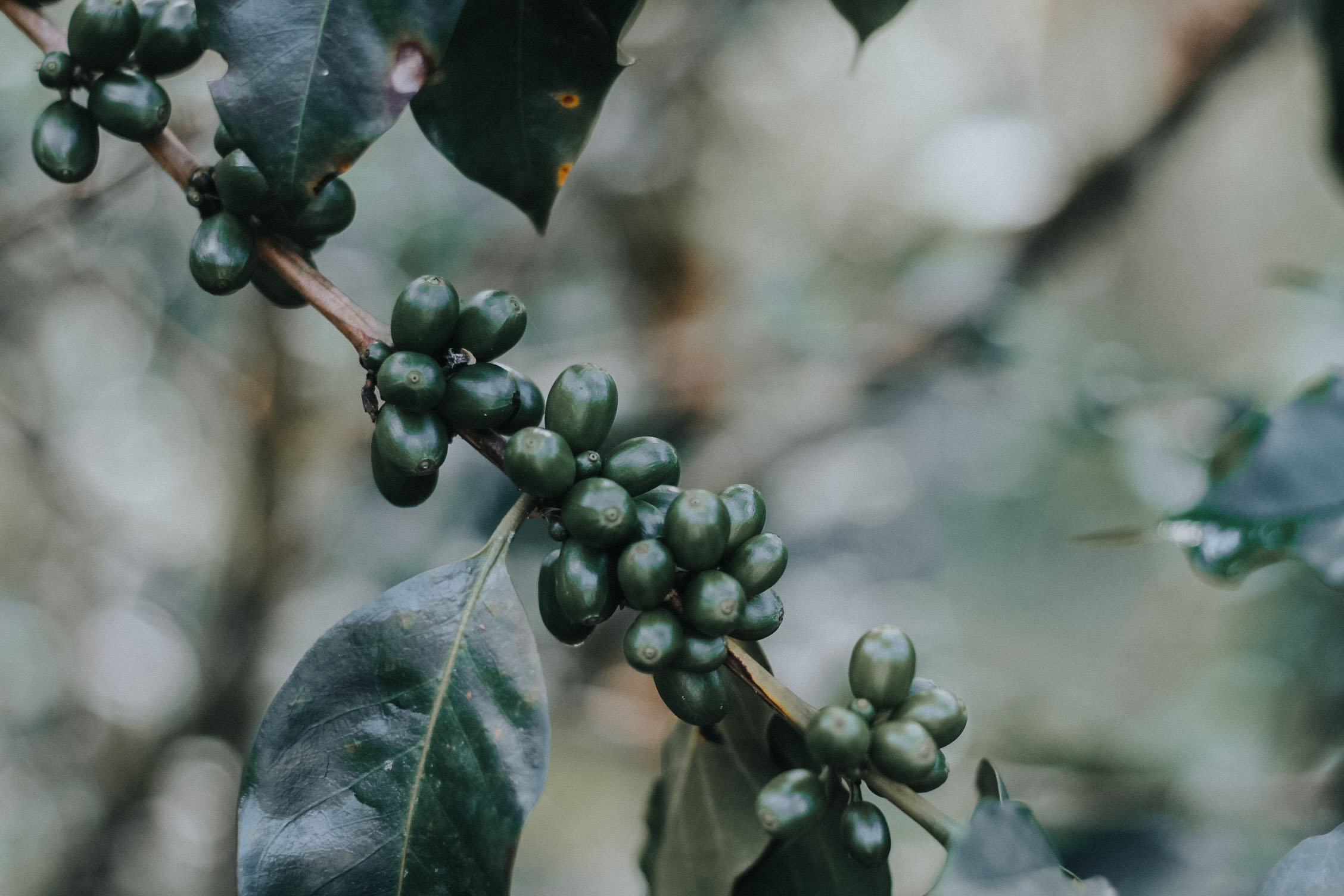 Coffee growing on plant in Peru