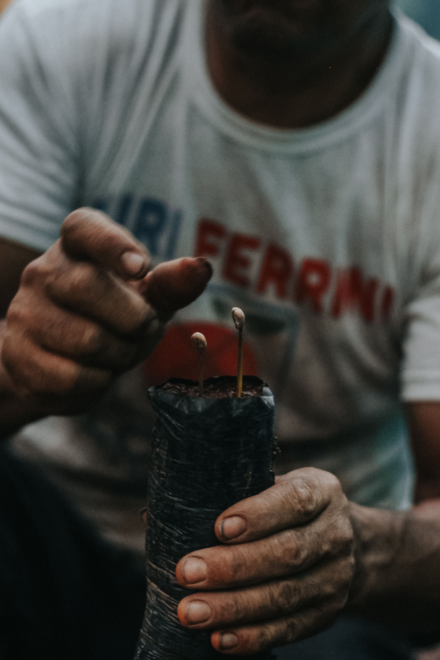 Peru coffee plant being started