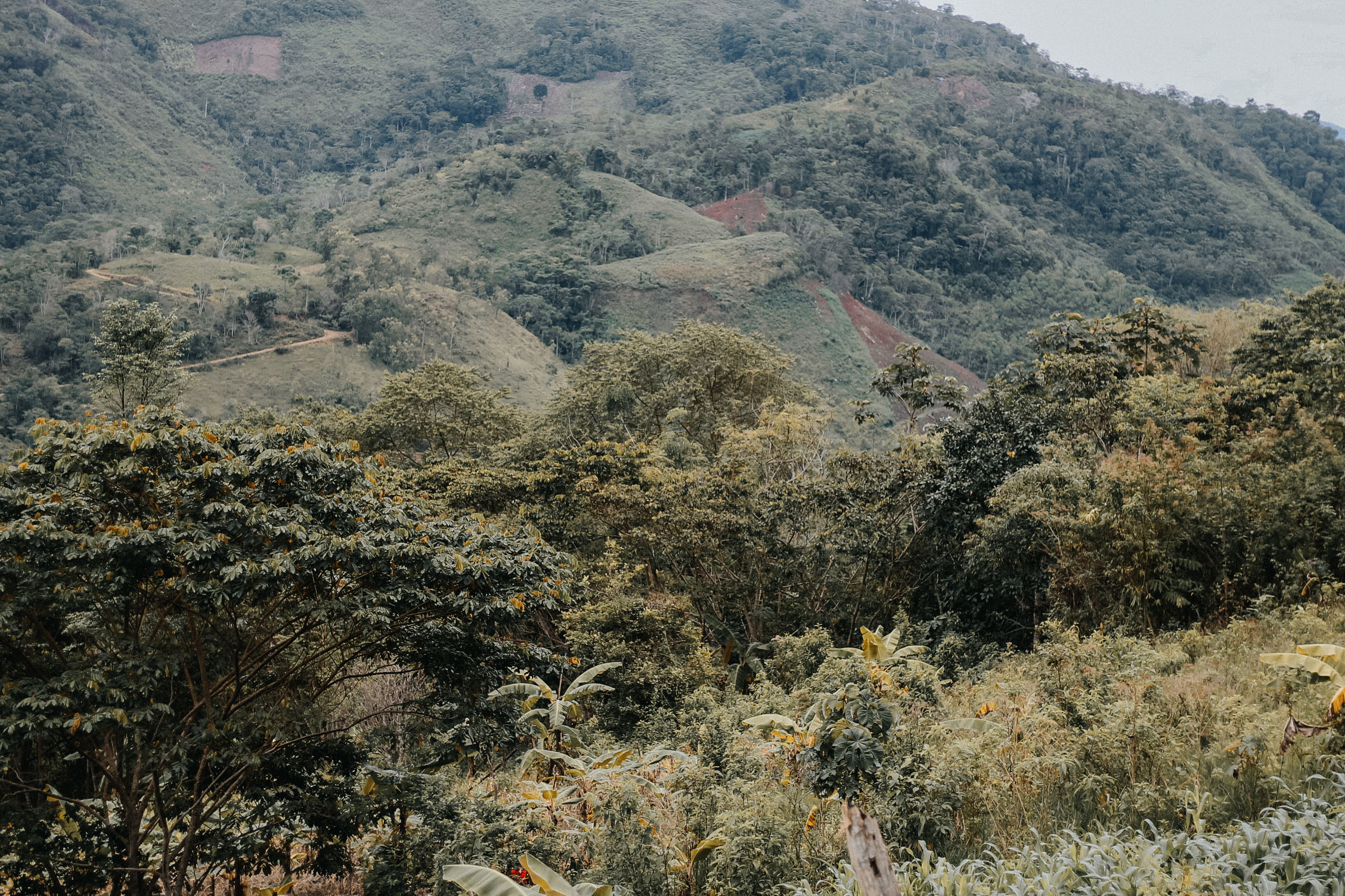 Coffee plants on mountainside