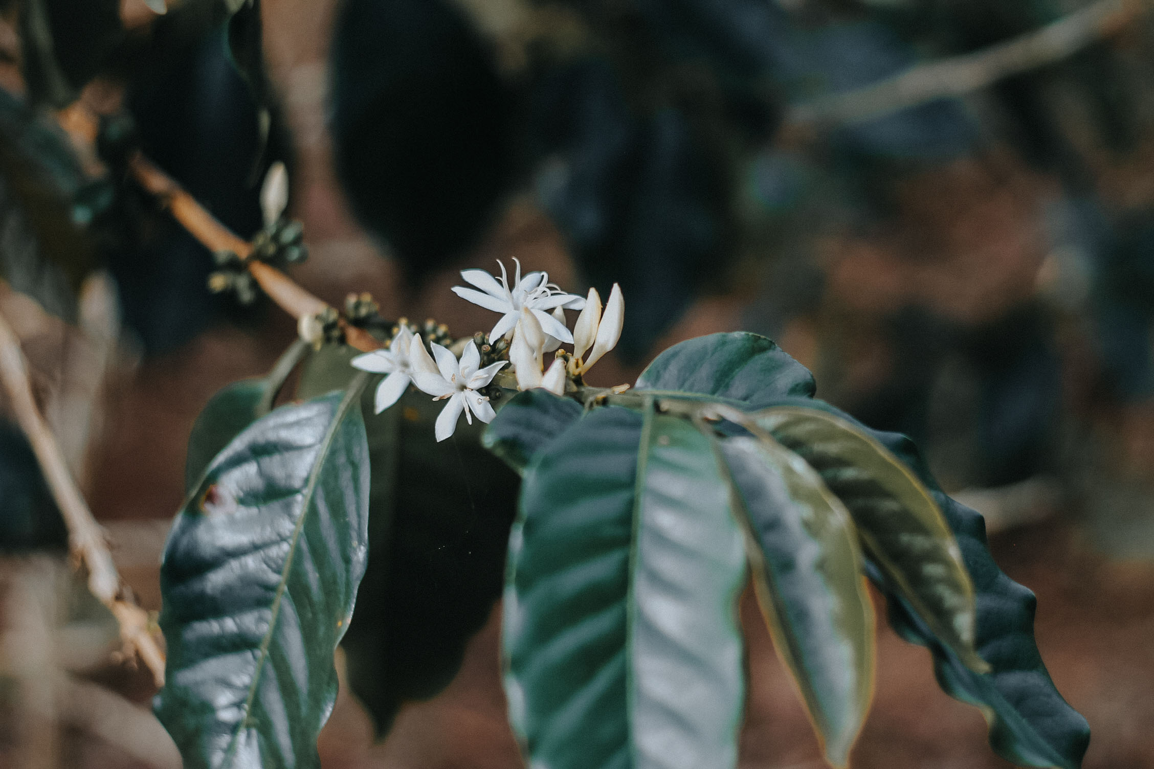 Flowers on coffee plant